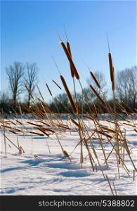 Cattails (Typha) at frozen winter forest lake