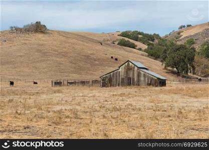 Cattle and barn along Pacheco Pass near Gilroy, California