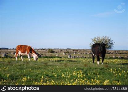 Cattle at spring in a coastal pastureland. From the swedish island Oland.