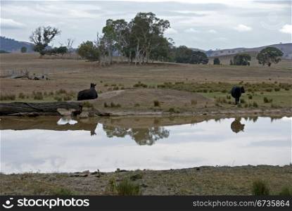 Cattle beside a dam on a cloudy, dull day