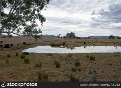 Cattle beside a dam on a cloudy, dull day