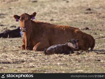 Cattle Calving Season young baby calf Saskatchewan Prairie