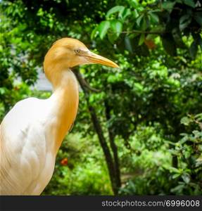 Cattle Egret, Bubulcus ibis in tropical forest. Cattle Egret