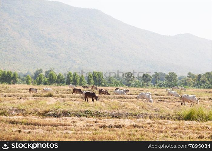 Cattle feeding grass. Livestock farming area near the mountains.