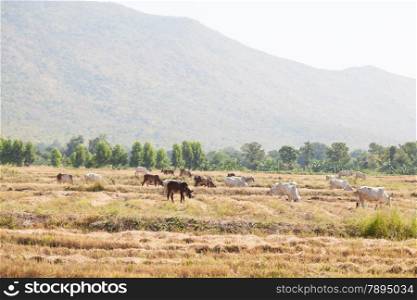 Cattle feeding grass. Livestock farming area near the mountains.