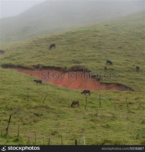cattle grazing in a field, Honduras