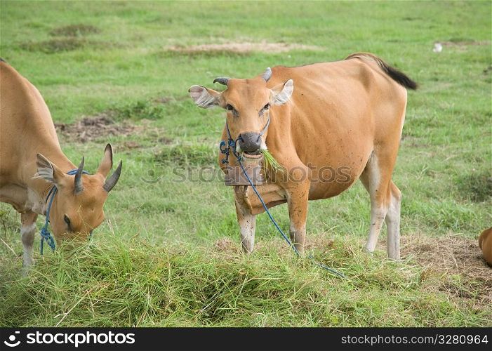 Cattle grazing in Bali