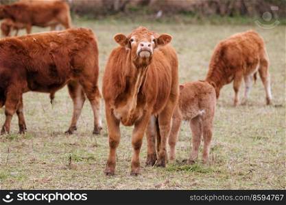 Cattle grazing on a field in the autumn with red fur and a calf by the mother