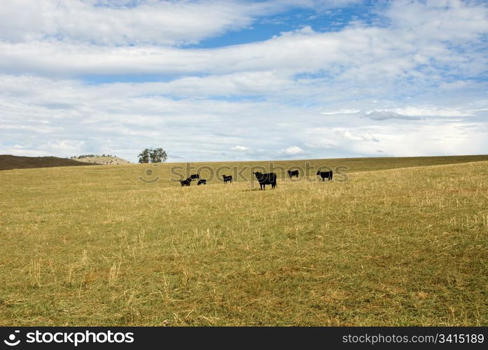 Cattle grazing on farmland in the Central West of New South Wales, Australia