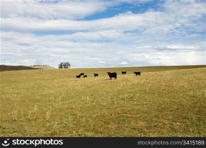Cattle grazing on farmland in the Central West of New South Wales, Australia