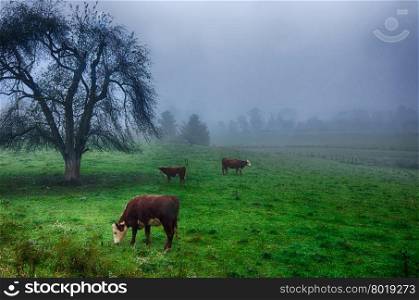 cattle grazing on field in foggy mountains