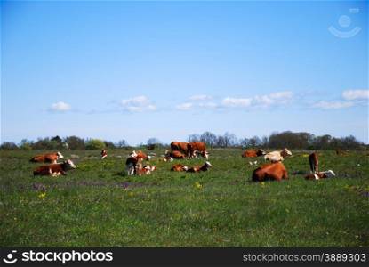 Cattle herd in a plain grassland with flowers at spring