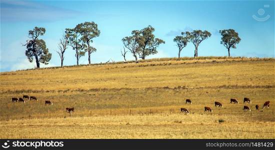 Cattle herd near Dubbo New South Wales Australia