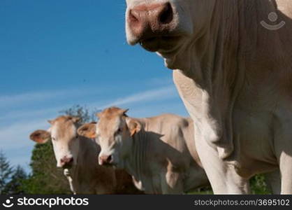 Cattle in a field