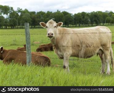 Cattle in a field, Manitoba, Canada