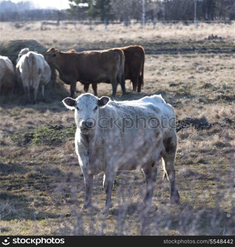 Cattle in a field, Manitoba, Canada