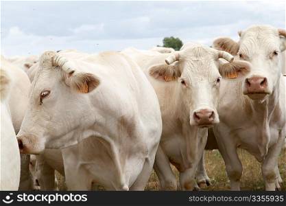 Cattle in country field