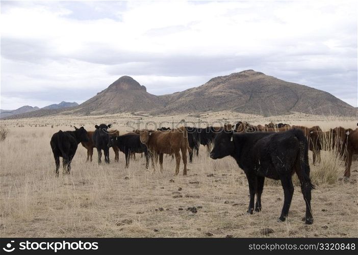 Cattle in desert grasslands