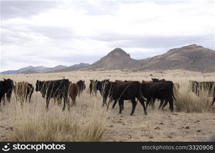 Cattle in desert grasslands