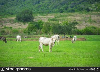 cattle in farm view