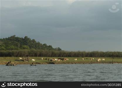 cattle in local farm field, Thailand