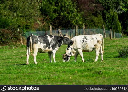 Cattle in the meadow. Cows on a green field. 