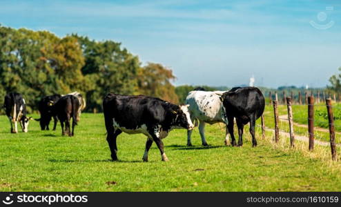 Cattle in the meadow. Cows on a green field. 