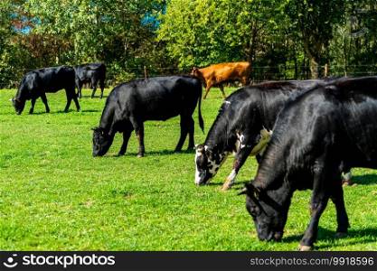 Cattle in the meadow. Cows on a green field. 
