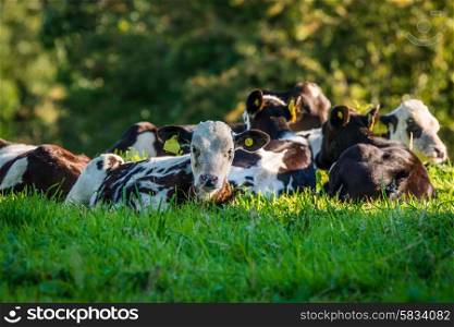 Cattle lying in the grass in the summer
