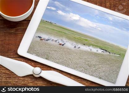 cattle moving with a dust cloud on a dry prairie in western Nebraska, reviewing image on a digital tablet