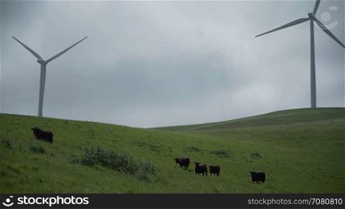 Cattle near two massive turbines in a Californian wind farm