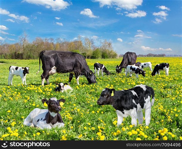Cattle of black and white cows and calves in european pasture with yellow dandelions