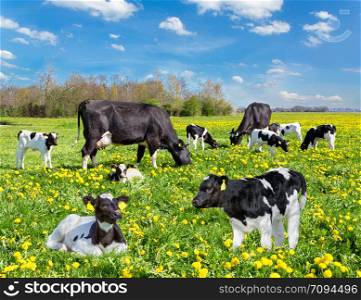 Cattle of black and white cows and calves in european pasture with yellow dandelions