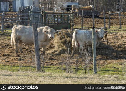 Cattle on a farm, Manitoba, Canada