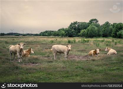 Cattle on a green field in cloudy weather