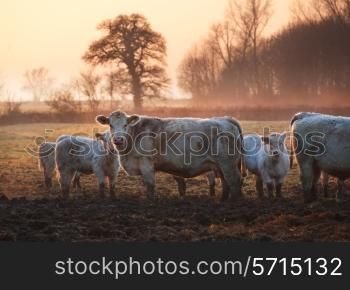 Cattle on a winters morning, Weston subedge near Chipping Campden, Gloucestershire, England.