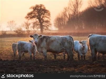 Cattle on a winters morning, Weston subedge near Chipping Campden, Gloucestershire, England.