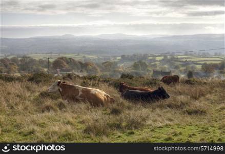 Cattle on Clee Hill, Shropshire, England.