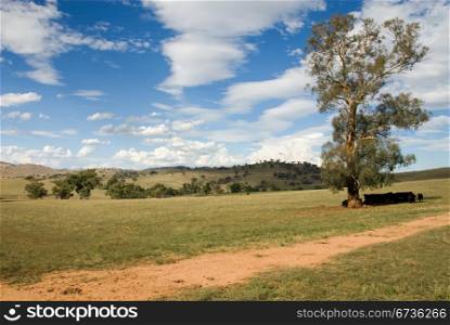 Cattle resting under a tree on a warm Summer&rsquo;s day