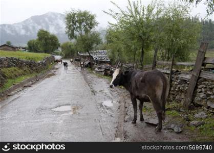 Cattle standing at the roadside, Phobjikha Valley, Bhutan