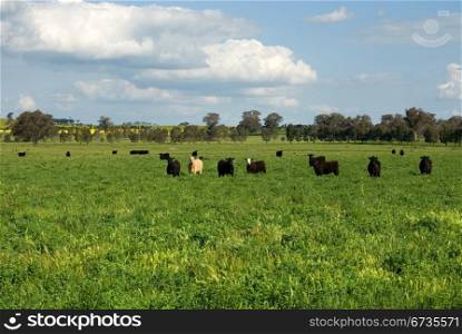 Cattle standing in a lush field in farmland near Cootamundra, New South Wales, Australia