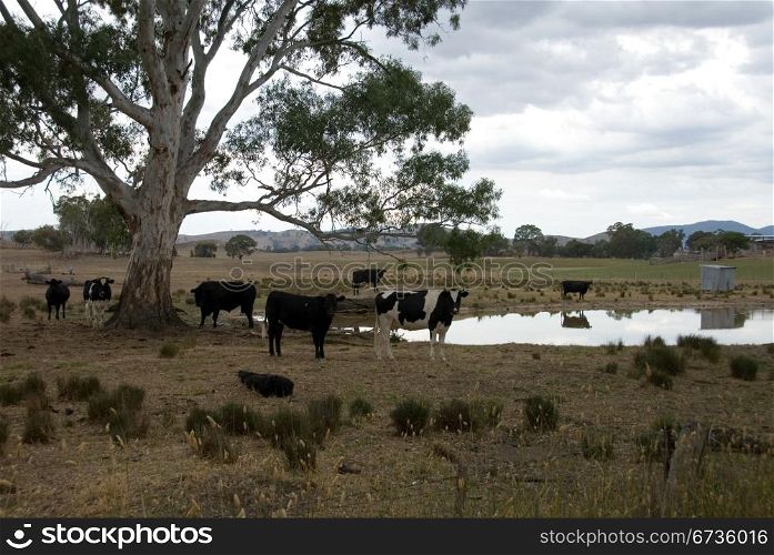 Cattle standing under a tree on a cloudy day