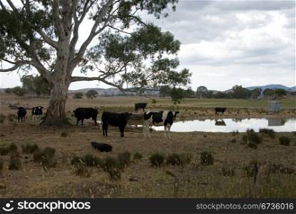 Cattle standing under a tree on a cloudy day