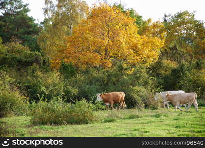 Cattle walking in a beautiful deciduous forest by fall season
