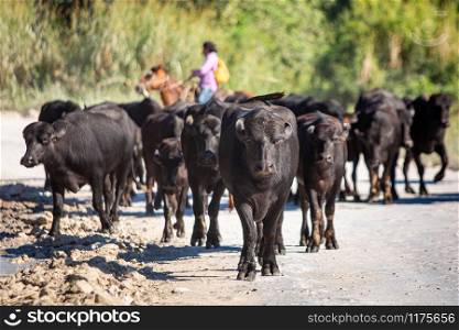 Cattle walking on the road summer day farming trip. Cattle walking on the road summer day farming