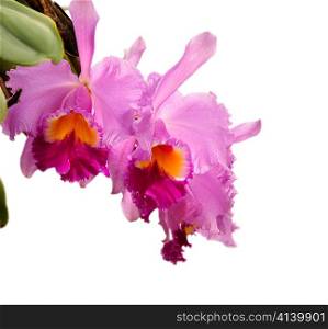 cattleya flowers isolated on white