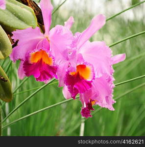 cattleya tropical flowers , close up shot