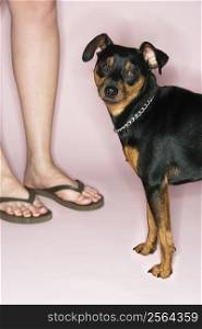 Caucasian female legs with Miniature Pinscher against pink background.