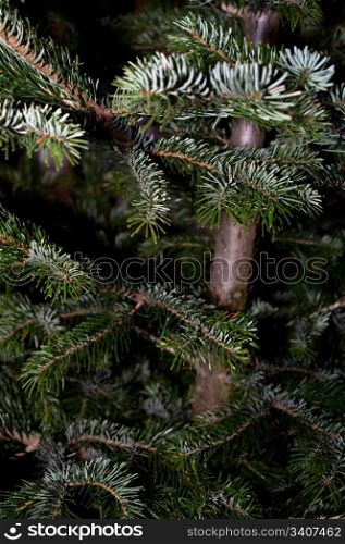 caucasian fir branches - closeup on fresh green spruces