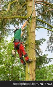Caucasian tree specialist hanging and pruning in fir tree
